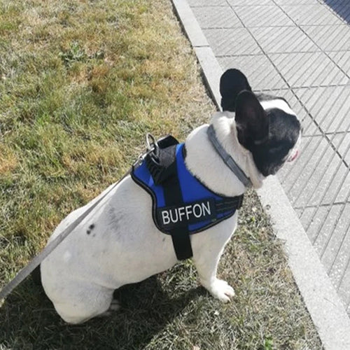 Harnais bulldog anglais
