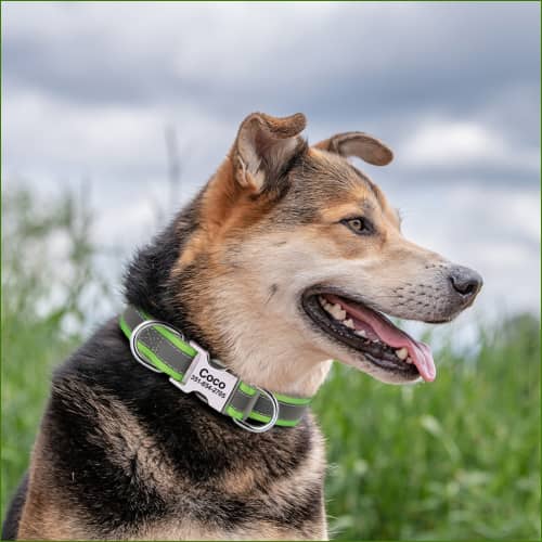 Collier Pour Jack Russell