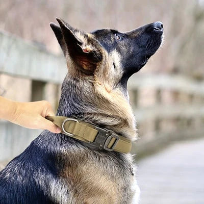 Collier tactique porté par un berger allemand