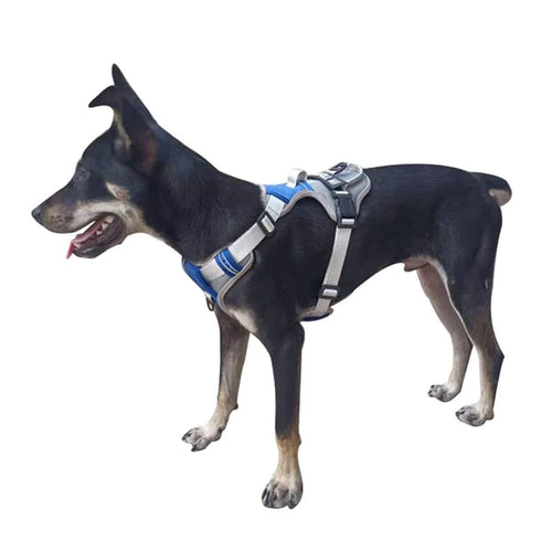Harnais porté par un chien