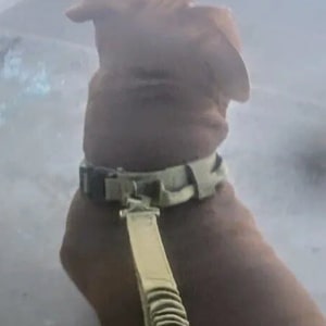 LAISSE POUR CHIEN