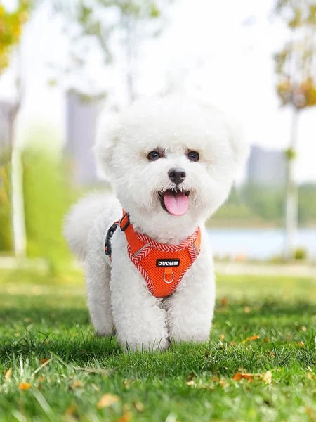 Harnais et Laisse respirant et réfléchissant pour petits chiens
