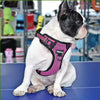 Harnais anti-traction MIDOG sur un petit bouledogue