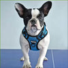 Harnais anti-traction MIDOG sur un bouledogue