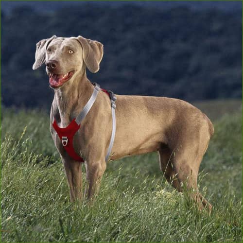 Harnais avec système anti-tirage sur un gros chien