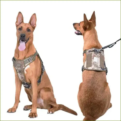 Harnais camouflage sur un malinois