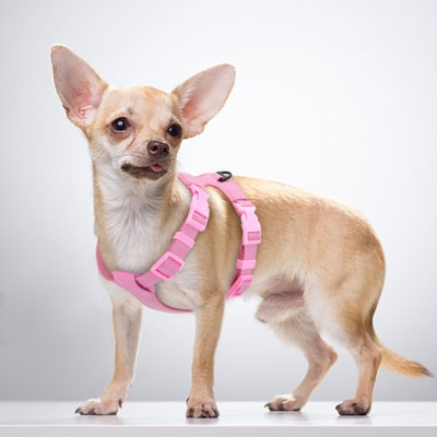 Les harnais pour chihuahuas