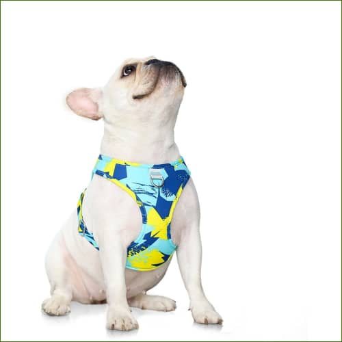 Harnais sur un petit chien