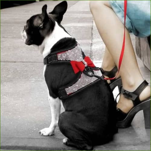 Harnais décoratif pour petit chien avec verroterie Colliers et harnais pour animaux de compagnie