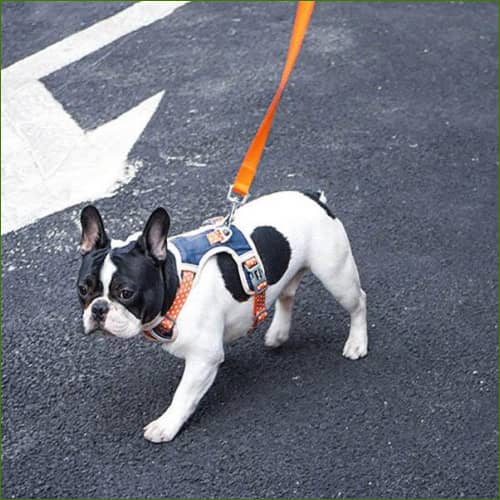 harnais pour chien
