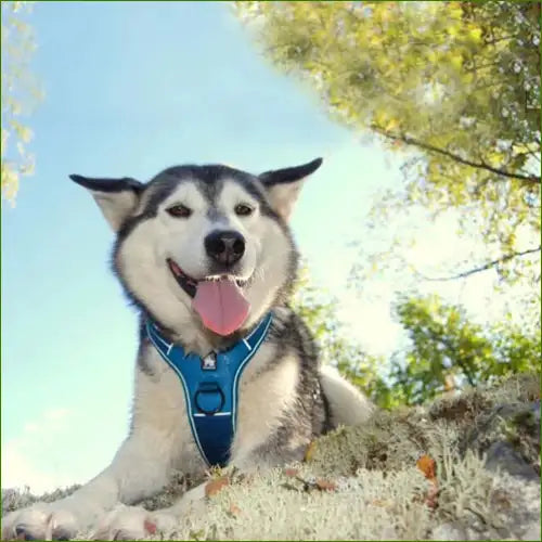 Harnais modèle FOREST sur un husky