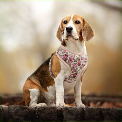 harnais pour chien design