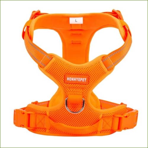 Orange / X-Large