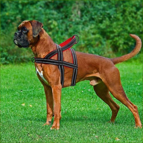 Harnais pour boxer