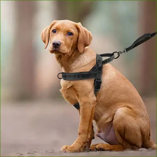 Harnais nylon porté par un petit chien