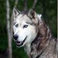 HARNAIS CHIOT HUSKY