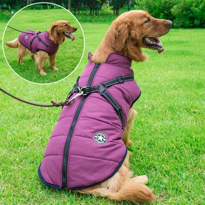 Manteau harnais violet sur un chien