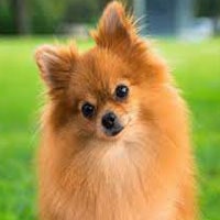 HARNAIS SPITZ NAIN