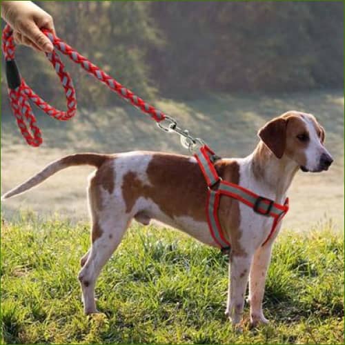 Baudrier Pour Chien