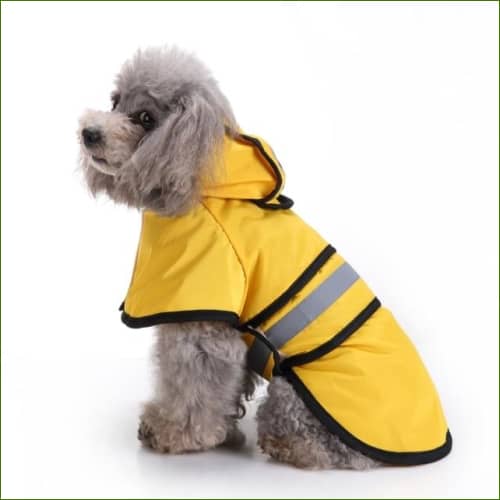 Capuche Jaune / S
