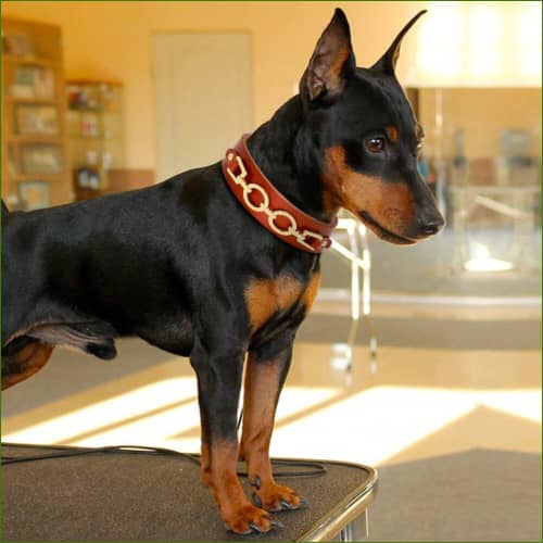 collier pour chien