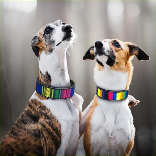 collier pour chien