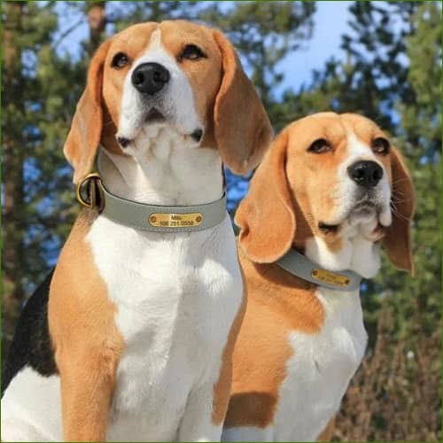 collier pour chien