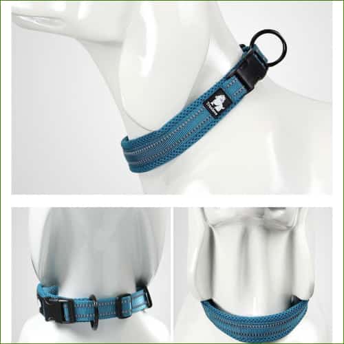 collier pour chien