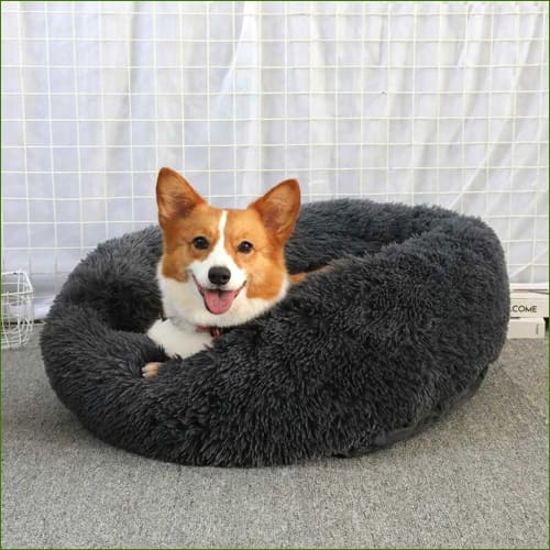 Coussin apaisant pour chien - douillet et anti stress - avec jack russel