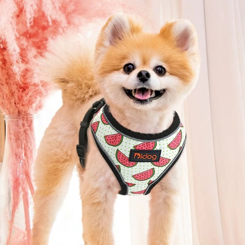 harnais pour chien