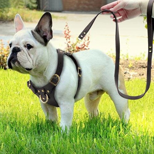 harnais pour chien
