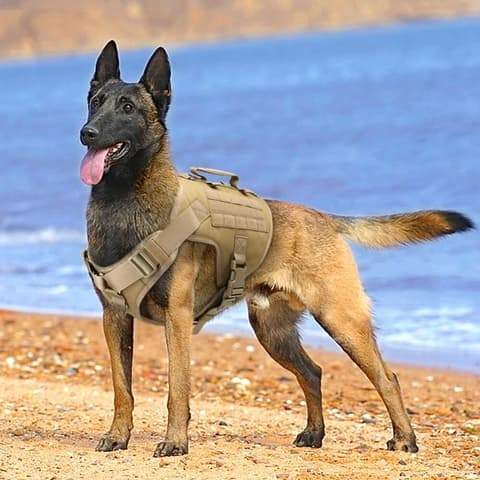 image harnais berger allemand ou gros chien