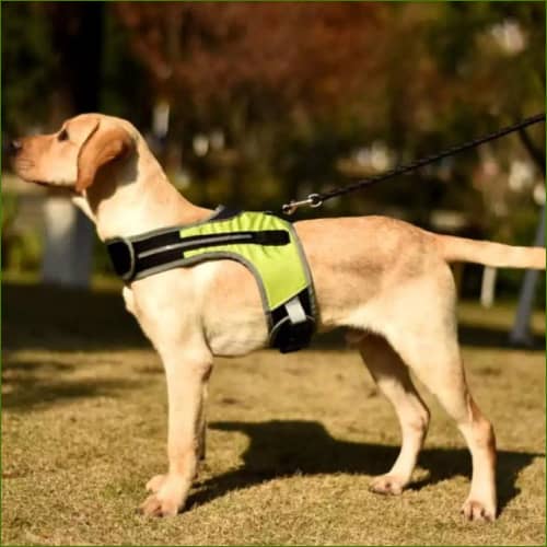 Harnais Lumineux Led Pour Chien - Rechargeable Vert / Xl