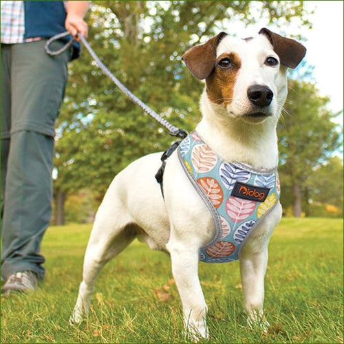 harnais pour chiot yorkshire