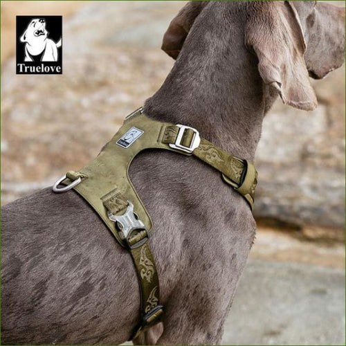 Harnais de dressage