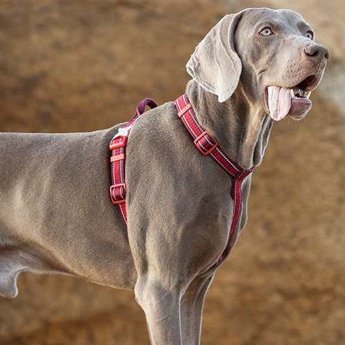 harnais souple pour chien TRUELOVE