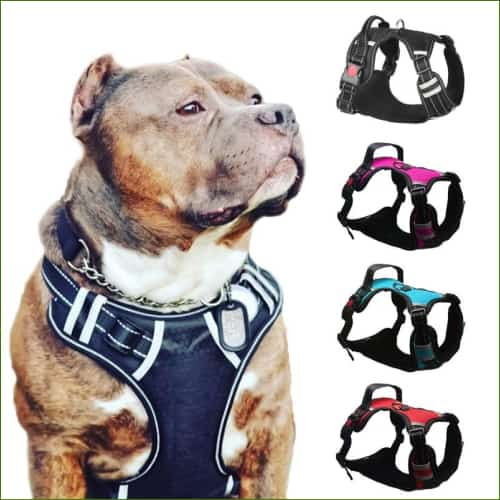 Harnais pour staffie - en nylon réfléchissant avec poignée - -PEPERE SHOP
