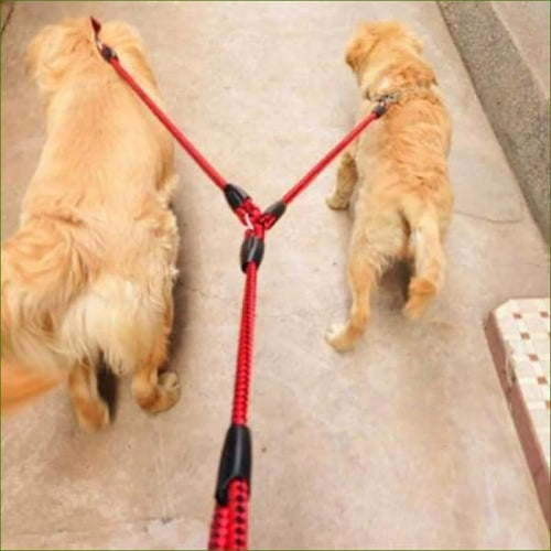 Laisse avec deux chiens