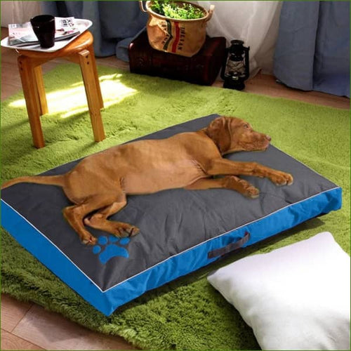 en situation avec un labrador