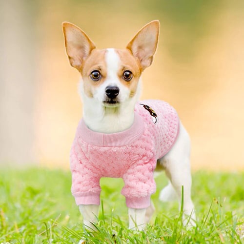 Pull pour chihuahuas