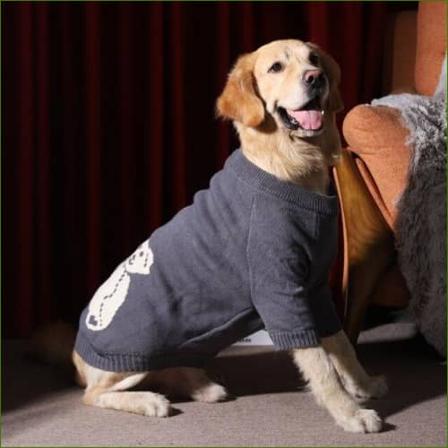 Pull Grand Chien Manches Mi-Longues En Laine vue de profil