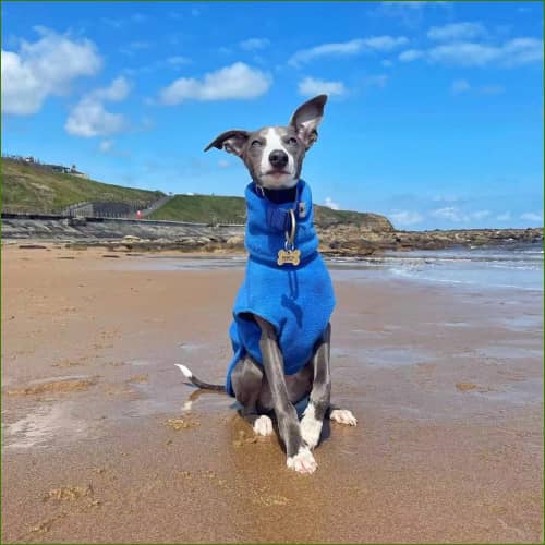 Veste Polaire Pour Chien Whippet Bleu / S Pull