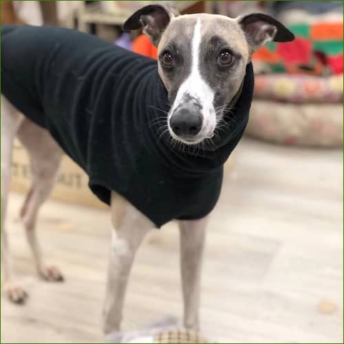 Veste Polaire Pour Chien Whippet Noir / S Pull