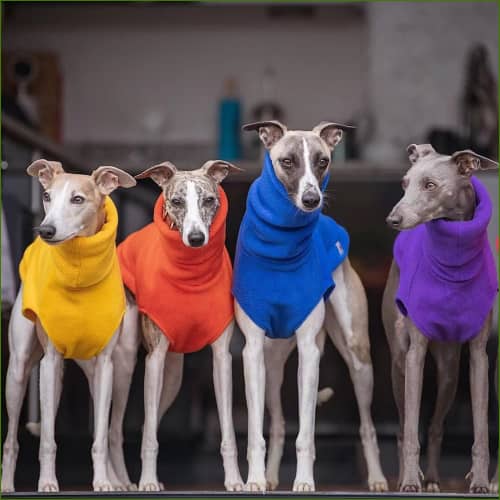 Veste Polaire Pour Chien Whippet Pull