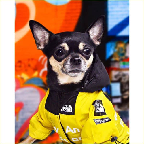 sur un chihuahua