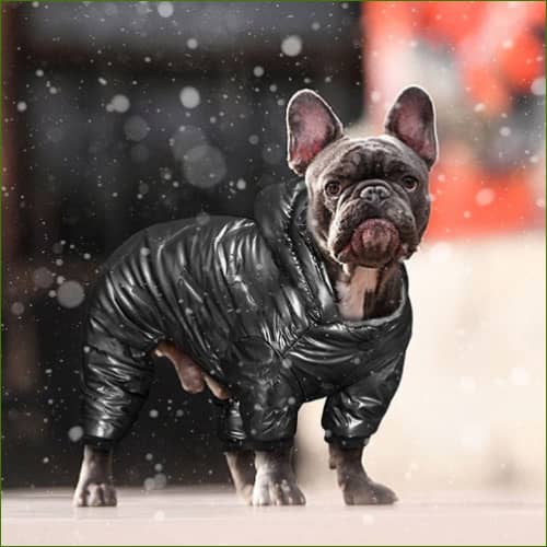 vetements polaire pour chiens Noir / L