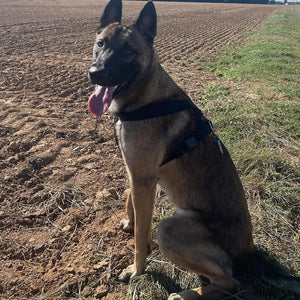 Meilleurs harnais pour Malinois en 2025 - Comparatif complet