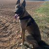Meilleurs harnais pour Malinois en 2025 - Comparatif complet