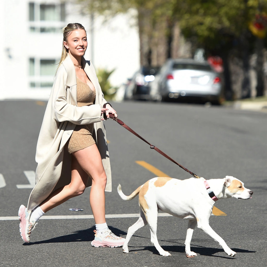 4 approches pour promener son chien
