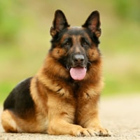 Berger allemand